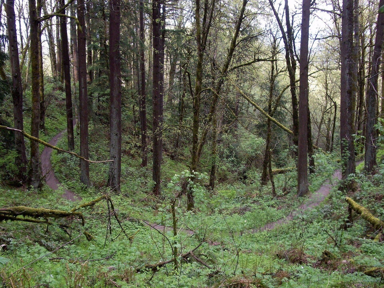 Forest Park